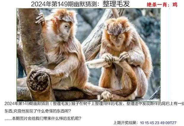 澳门2024全年资料大全,设计策略快速解答_整版DKJ656.74